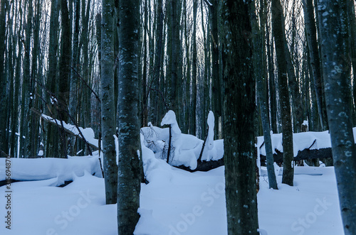Fototapeta Naklejka Na Ścianę i Meble -  ośnieżony las bieszczady