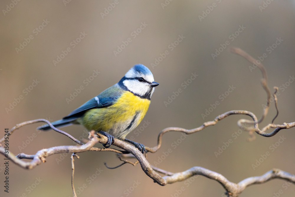 Blaumeise Portrait