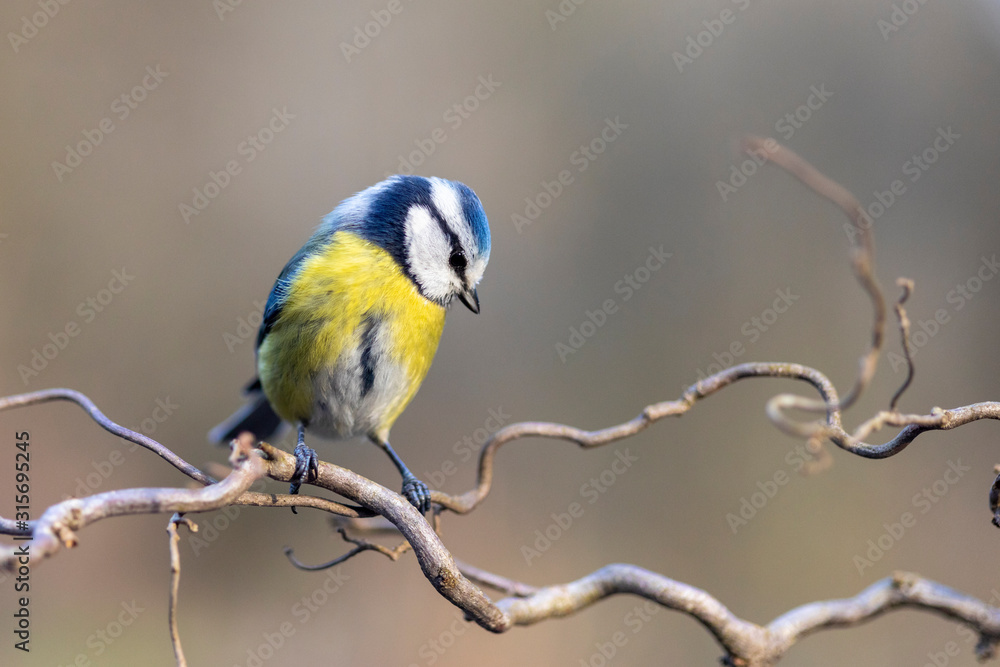 Obraz premium Blaumeise Portrait