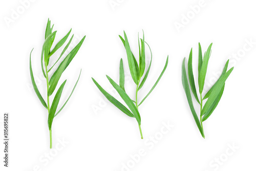 tarragon or estragon isolated on a white background. Artemisia dracunculus photo