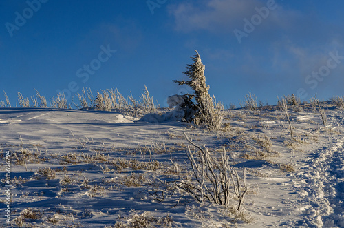 Fototapeta Naklejka Na Ścianę i Meble -  Zima, śnieg, słońce, wiatr, bieszczady Bukowe Berdo