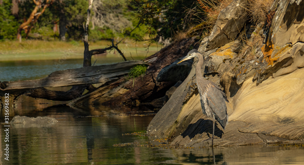 Pacific NW Puget Sound: Great Blue Heron hunting on shoreline of Sucia Island in Suan Juan Islands Pacific NW Puget Sound: Great Blue Heron hunting on shoreline of Sucia Island in Suan Juan Islands