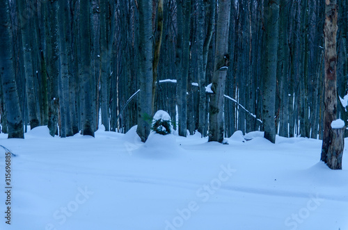 Fototapeta Naklejka Na Ścianę i Meble -  ośnieżony las Bieszczady