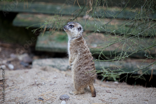 Erdmännchen bewacht seinen Bau