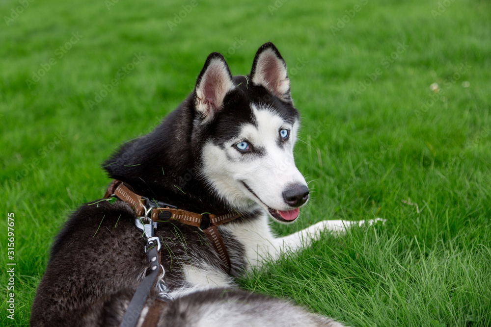 young husky enjoying herself on a grass field. young husky enjoying herself on a grass field.