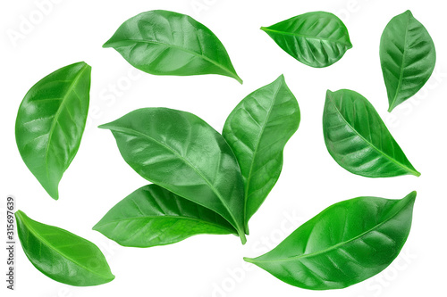 Green coffee leaves isolated on a white background. Set or collection © kolesnikovserg