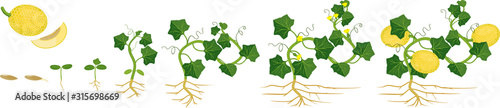 Life cycle of melon plant. Growth stages from seeding to flowering and fruit-bearing plant