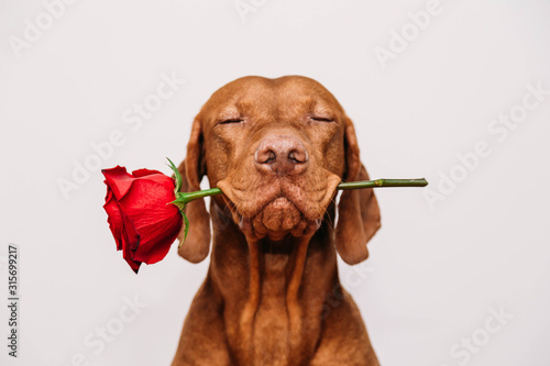 Charming red-haired vizsla dog with eyes closed holds a red rose in his mouth as a gift for Valentine's Day on a white background.