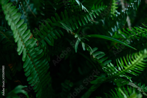 Plant branches with green leaves close up view. Natural environment  ecology  lush forest trees foliage. Beautiful botanical background with dense vegetation. Illuminated greenery at nighttime