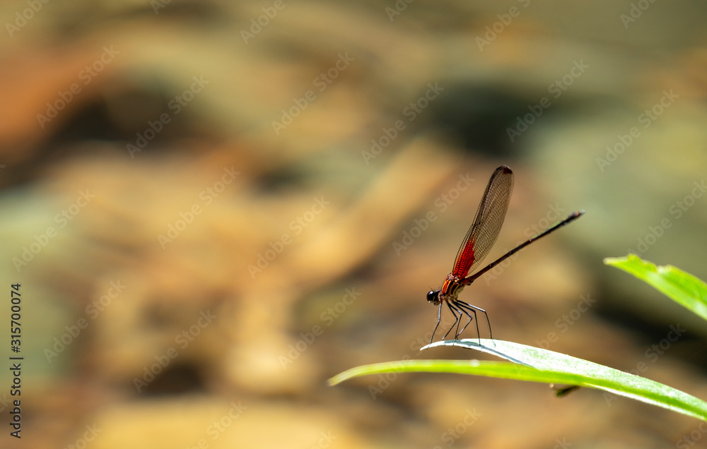 Insecto libélula sobre rama Insecto libélula sobre rama