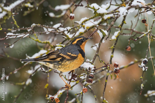 Varied thrush in a snowy tree.