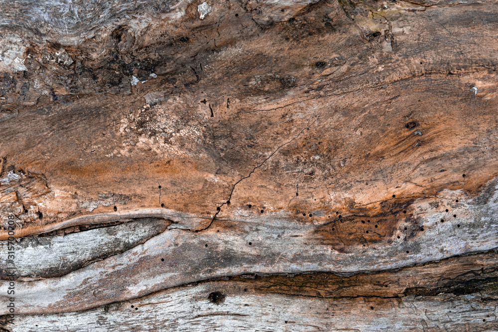 Old dry wood texture grey brown Old dry wood texture grey brown
