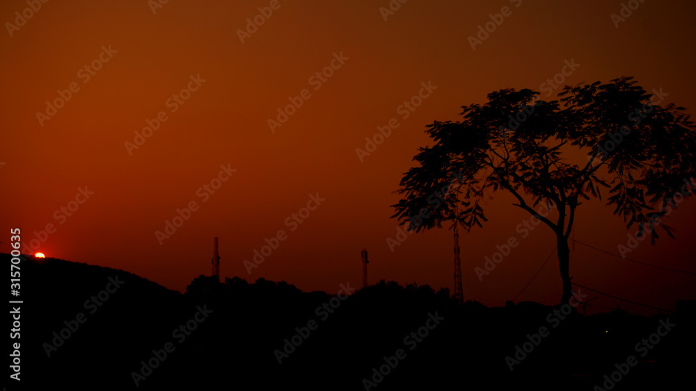 tree in sunset tree in sunset