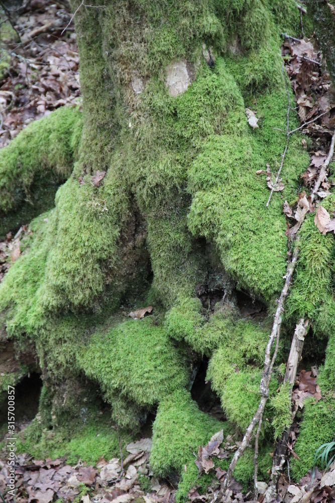 Bark trunk oak tree green moss Bark trunk oak tree green moss