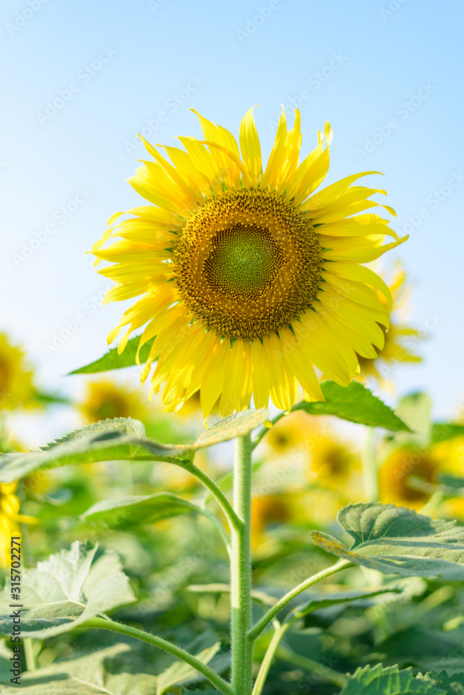 Fototapeta premium Fresh sunflower with blue sky in sunshine day