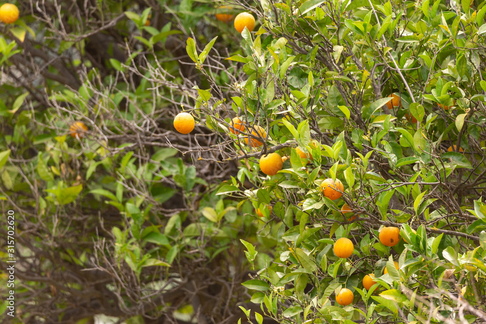 Orange tree with real ripe oranges and many branches empty due to drought.