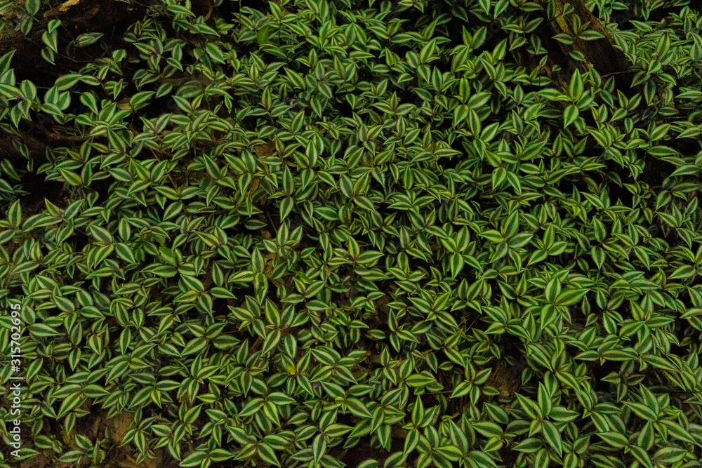 green leaves background green leaves background
