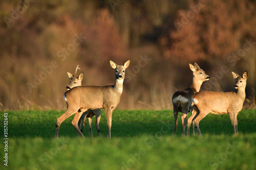 Herd of roedeer on the pasture graze grass in autumn before winter
