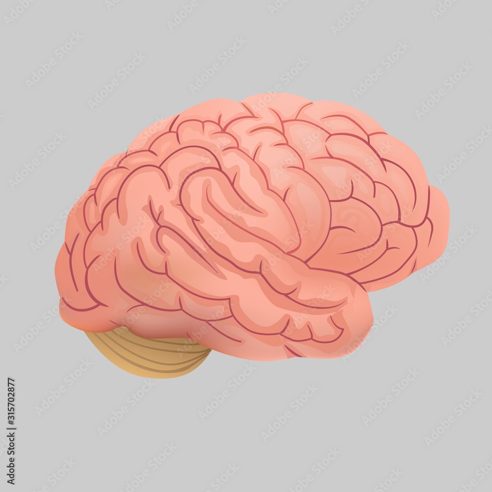 Human brain on a gray background. Monochrome brain engraving side view. Human brain on a gray background. Monochrome brain engraving side view.
