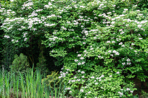 Fototapeta Naklejka Na Ścianę i Meble -  Beautiful white flowers of blooming Viburnum opulus on dark green background near pond. Viburnum opulus large, deciduous shrub. Selective focus. Nature concept for natural design