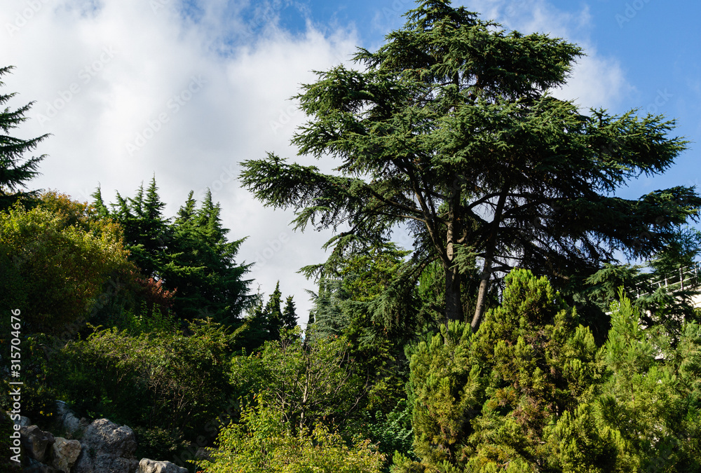 Beautiful landscape view of big majestic Lebanese cedars (Cedrus libani) or Lebanon Cedar in Aivazovsky park (Paradise) in Partenit, Crimea