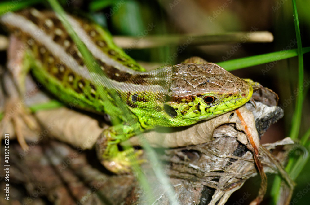 Naklejka premium Jaszczurka na gałęzi