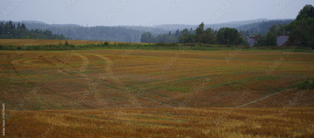Misty autumn day at a newly harvested cornfield