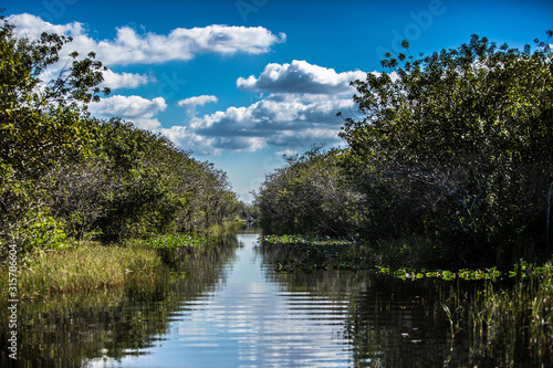 mangrove trees in Everglades