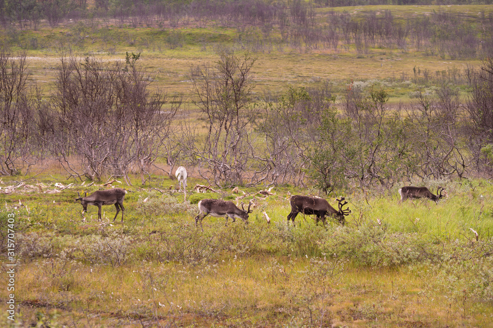 Fototapeta premium grazing reindeers