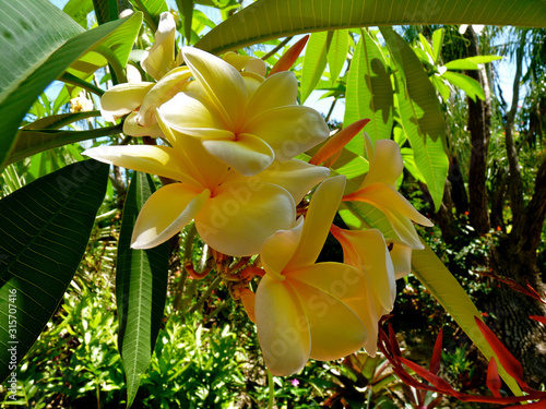 Flower Yellow Nature Miami, FL, USA - MIA photo