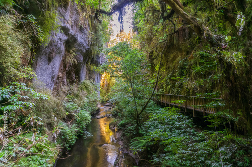 New Zealand, Oceania, North Island, Waitomo, Mangapohue Natural Bridge Walk along the Mangapohue Stream, Hike through sandstone gorge photo