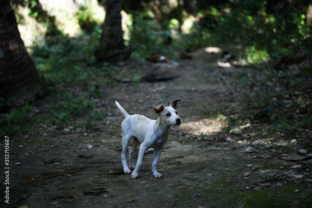 dogs accompany and greet tourists in a tropical park