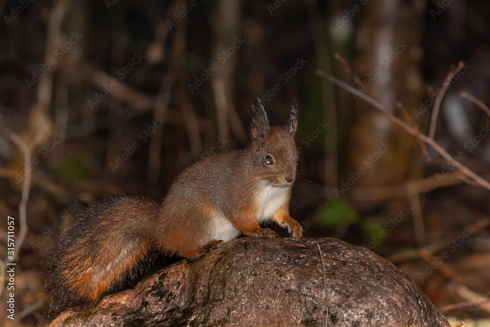 Cute squirrel posing on a rock.