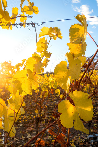 Germany, Wuerzburg, vineyards at Wuerzburger Stein in autumn, focus on foreground photo