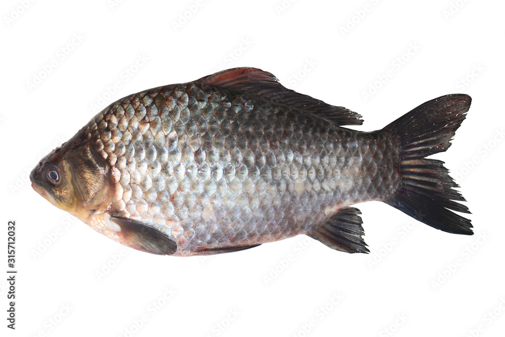 Fresh river crucian isolated on white background.