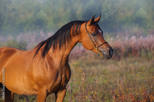Head of a beautiful chestnut arabian horse against summer background. Portrait closeup.