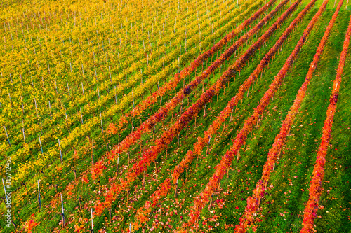 Germany, Baden-Wurttemberg, Remittal, Countryside vineyard in autumn photo