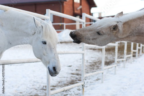 Two white horses in the corral outdoor in winter opposite each other, one of them stretching head to other