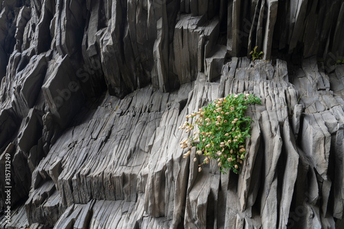 Εκτύπωση καμβά strong plant in an adverse enviroment as a symbol for endurance, survival and ho