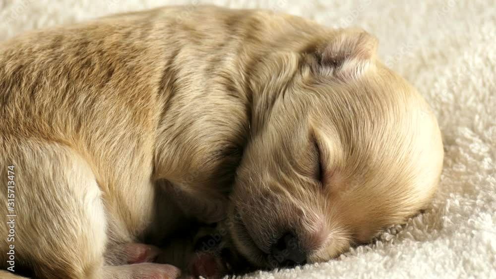 Dreams. The baby dog is sleeping. Isolated on a white background. Good night. Maltipoo is a newborn dog. Dreams. The baby dog is sleeping. Isolated on a white background. Good night. Maltipoo is a newborn dog.