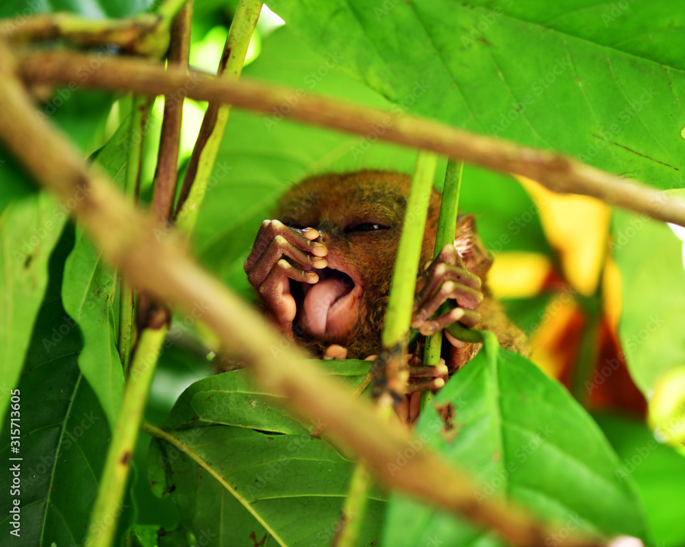 Obraz premium a tarsier sits in foliage on a tree in natural conditions