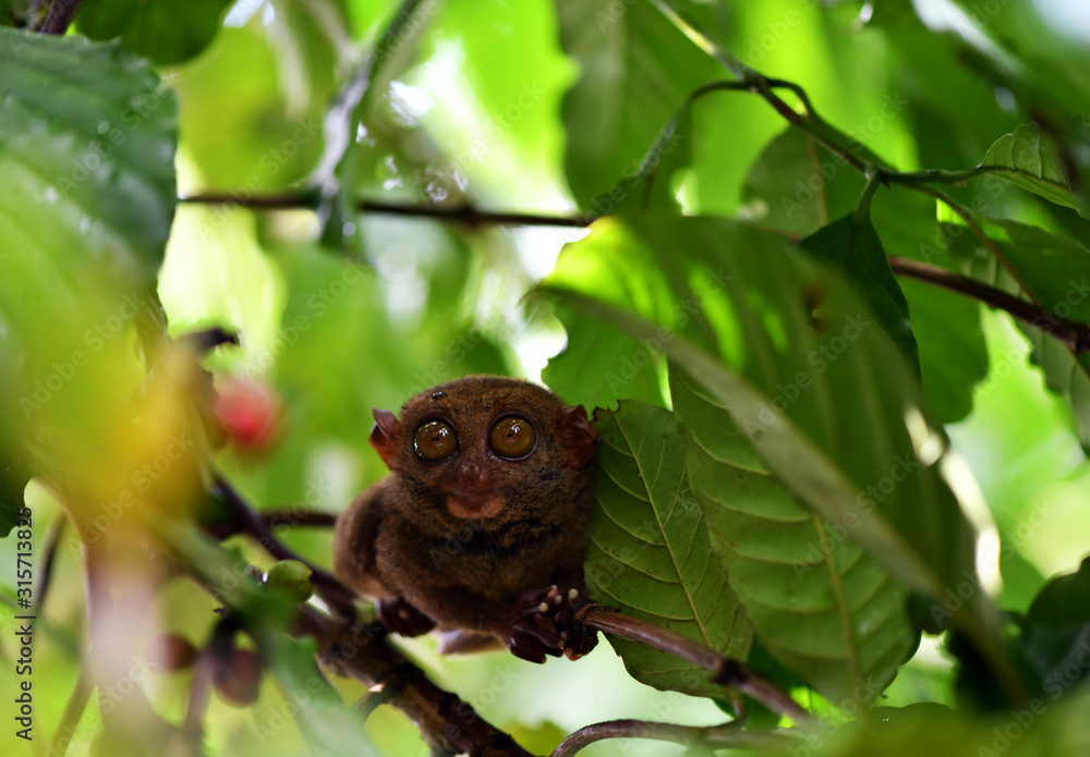 a tarsier sits in foliage on a tree in natural conditions