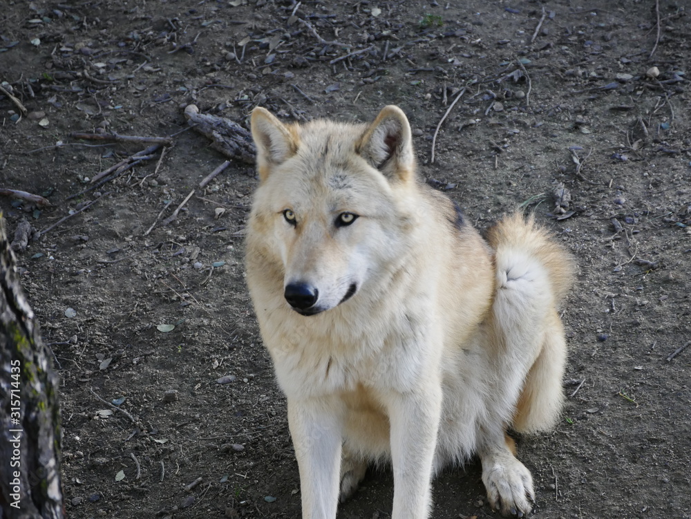 Obraz premium Mammals