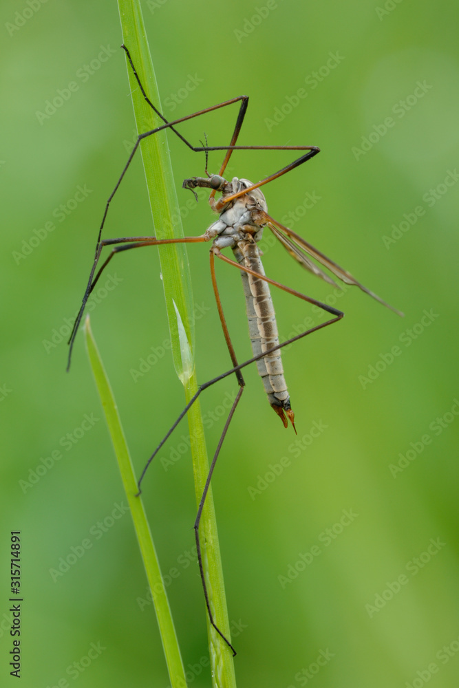 Wiesenschnake Wiesenschnake
