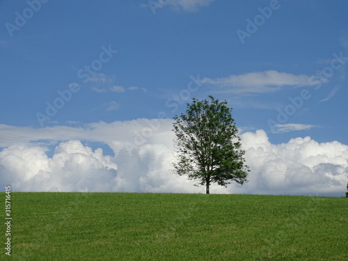 Einzelner Baum vor dramatischen Wolken
