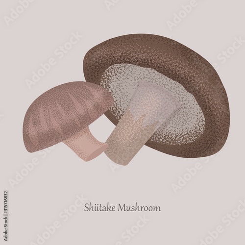 Shiitake mushrooms edible and healthy on a gray background. Mushroom for treatment, cooking. Healthy mushroom and logo.