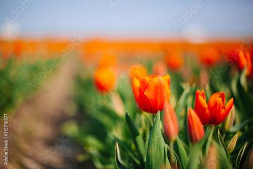Magical Netherlands landscape with flower tulip field in Holland. Colorful dutch tulips flowering in fields and garden on spring Netherlands. Tourist attraction in Holland on springtime. Soft focus