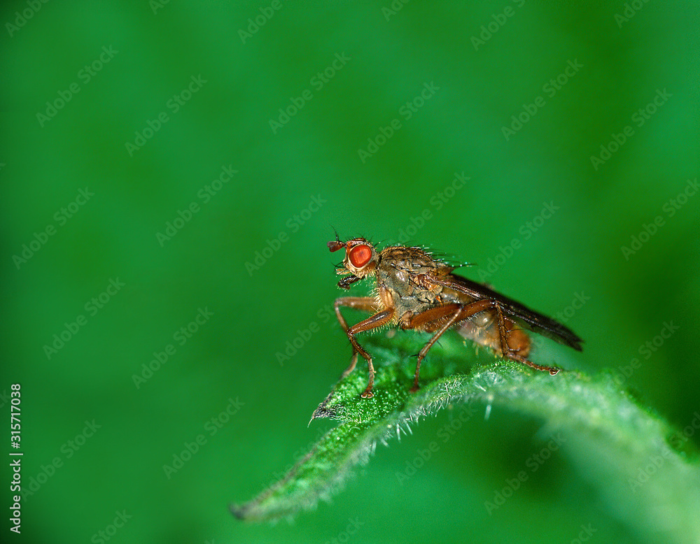 Gelbe-Dungfliege Scatophaga-stercoraria Gelbe-Dungfliege Scatophaga-stercoraria