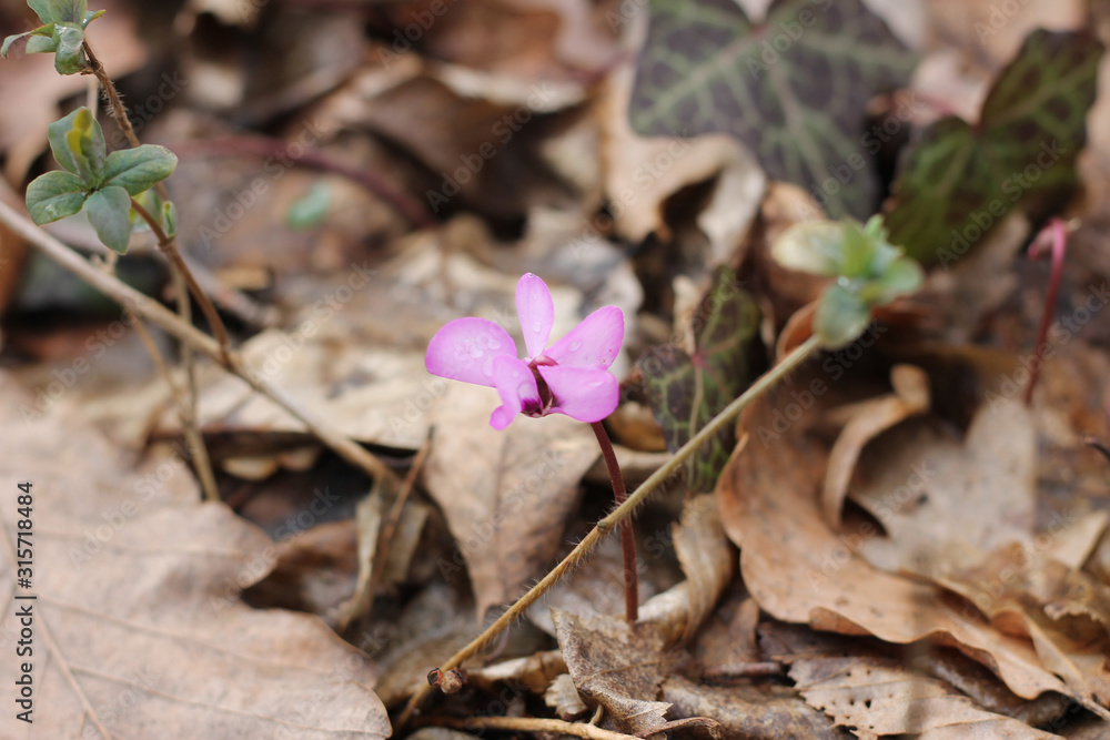 Spring flowers primroses-Crocus, cyclamen. The flower of the Crocus among the old, dried leaves. Close up. The view from the top. Blurred background. Horizontal photo. Spring. Day. Spring flowers primroses-Crocus, cyclamen. The flower of the Crocus among the old, dried leaves. Close up. The view from the top. Blurred background. Horizontal photo. Spring. Day.