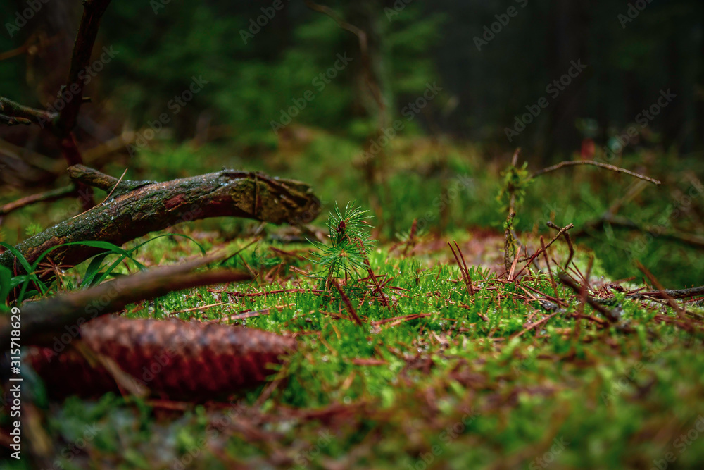 at the forest floor , moss with young fir